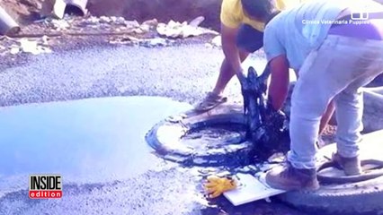 Un père et son fils réussissent à sauver une chienne qui était sur le point de se noyer dans le goudron