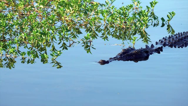 Australie: plus de crocodiles, plus d'attaques ?