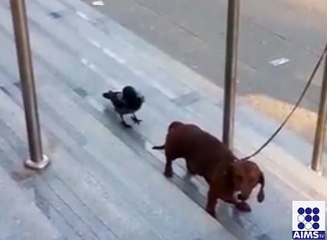 کوے کی حرکتوں سے تنگ آکر کتے نے کیا کیا ؟ دیکھیں اس وڈیو میں