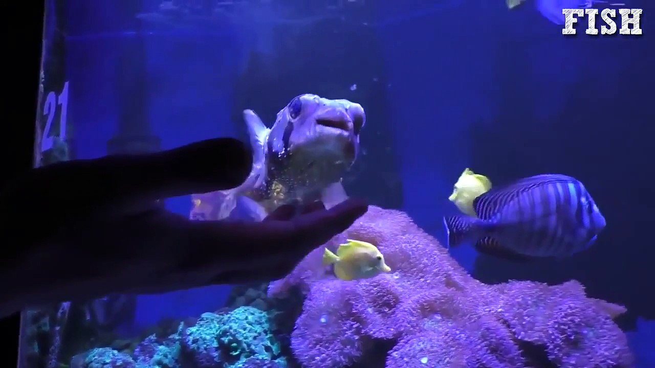 How Different Animals React to Magic?