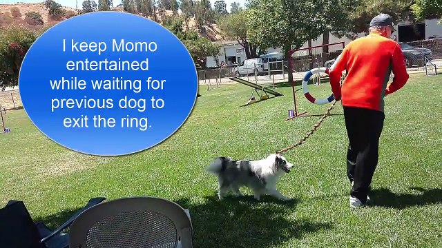 Magic Momo's Fun Dog Agility Match Martinez 2016 07 09