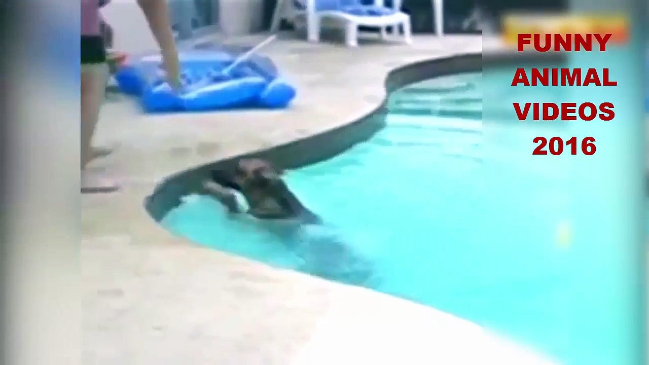A Funny Animal Videos 2016