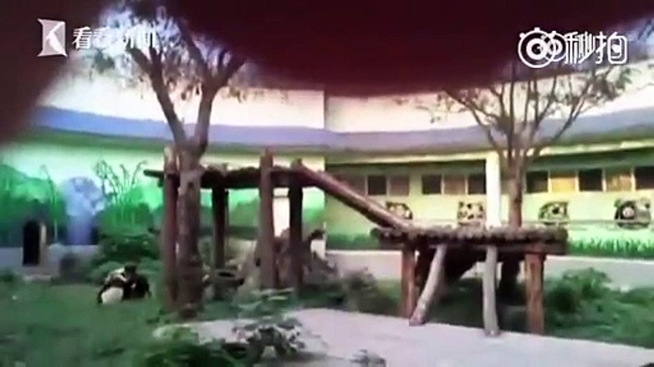 Un homme entre dans l’enclos d’un panda pour impressionner sa copine et se fait attaquer