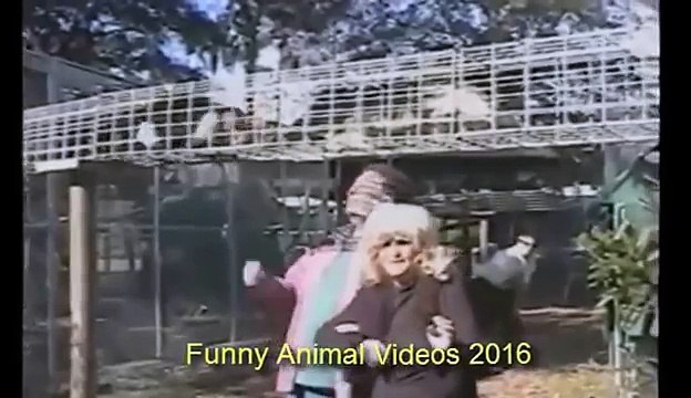 Animals Are Mean Sometimes Funny Animal Videos 2016 Funny Videos