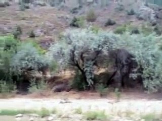 Ardahan Göle Koyunlu Köyü