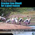 Cracker free Diwali for a good reason #AnnNews Pets & Animals