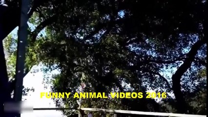 Animals Can Be Jerks Compilation 2016