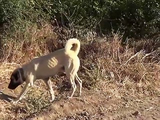 Ardahan Göle Koyunlu Köyü