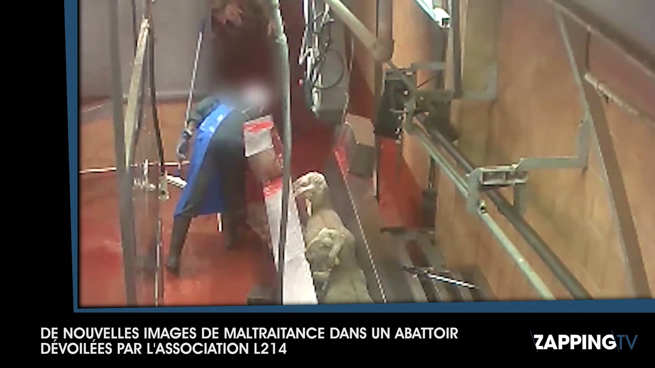 Une association dénonce les pratiques de l’abattage de vaches avec leur fœtus, les images chocs (Vidéo)