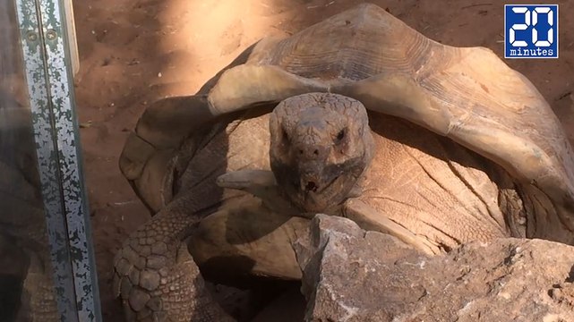 Le cri étonnant d'une tortue en plein accouplement- Le rewind du jeudi 3 novembre 2016.