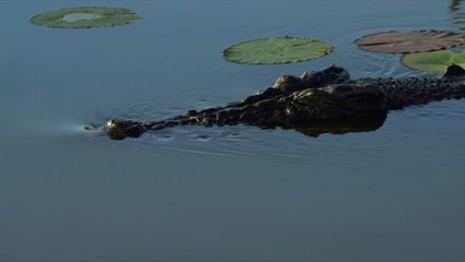 Le débat sur la chasse au crocodile géant ressurgit en Australie