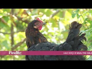 Pasdite ne TCH, 2 Nentor 2016, Pjesa 1 - Top Channel Albania - Entertainment Show