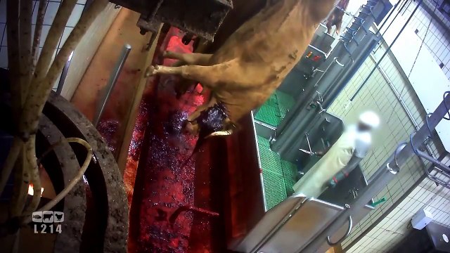 L'association L214 diffuse de nouvelles images d'un abattoir de Limoges