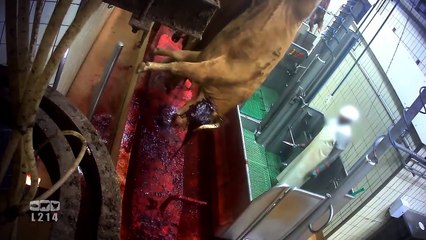 L'association L214 diffuse de nouvelles images d'un abattoir de Limoges