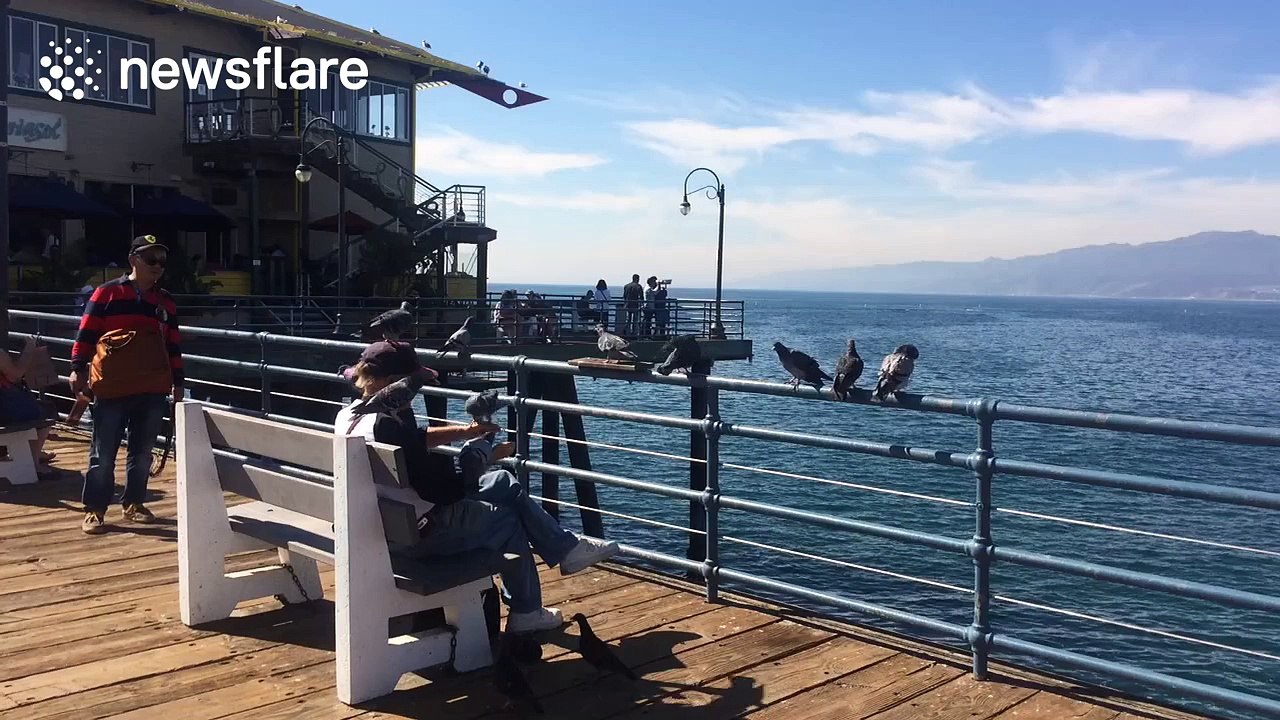Man is covered in pigeons he is feeding