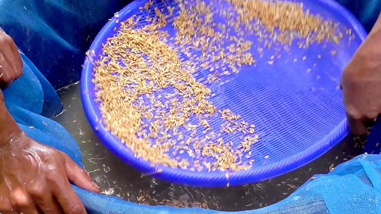 Paddy quality seed production - Myanmar 2016