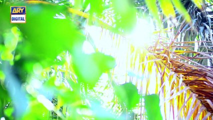 Watch Tum Meri Ho Episode 24 on Ary Digital in High Quality 3rd November 2016