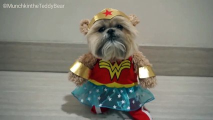 Munchkin the Teddy Bear is Wonder Woman!