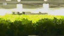 Japonya’da robotlar sebze yetiştirecek