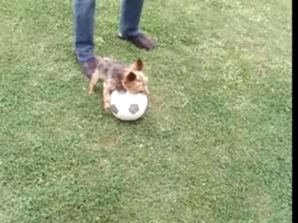 Zidane le petit yorkshire