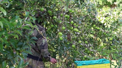 Récolte et commercialisation de pommes en Sarthe