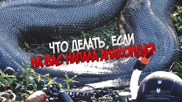 ЧТО ДЕЛАТЬ, ЕСЛИ НА ВАС НАПАЛА АНАКОНДА СМОТРЕТЬ ВСЕМ