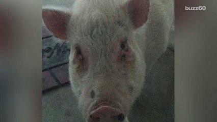 Pig That Escaped Butcher Finds Forever Family