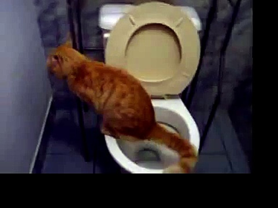 Gato orinando en el excusado