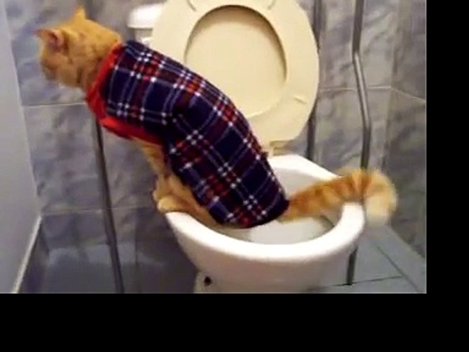 Gato orinando en el excusado III