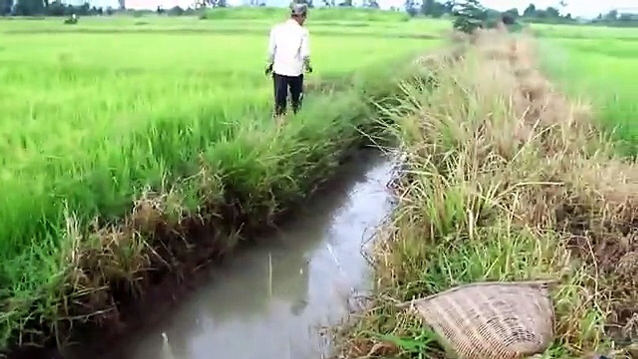 Net Fishing In Battambang Province -Khmer Cast Net Fishing-Cambodia Traditional Fishing (P