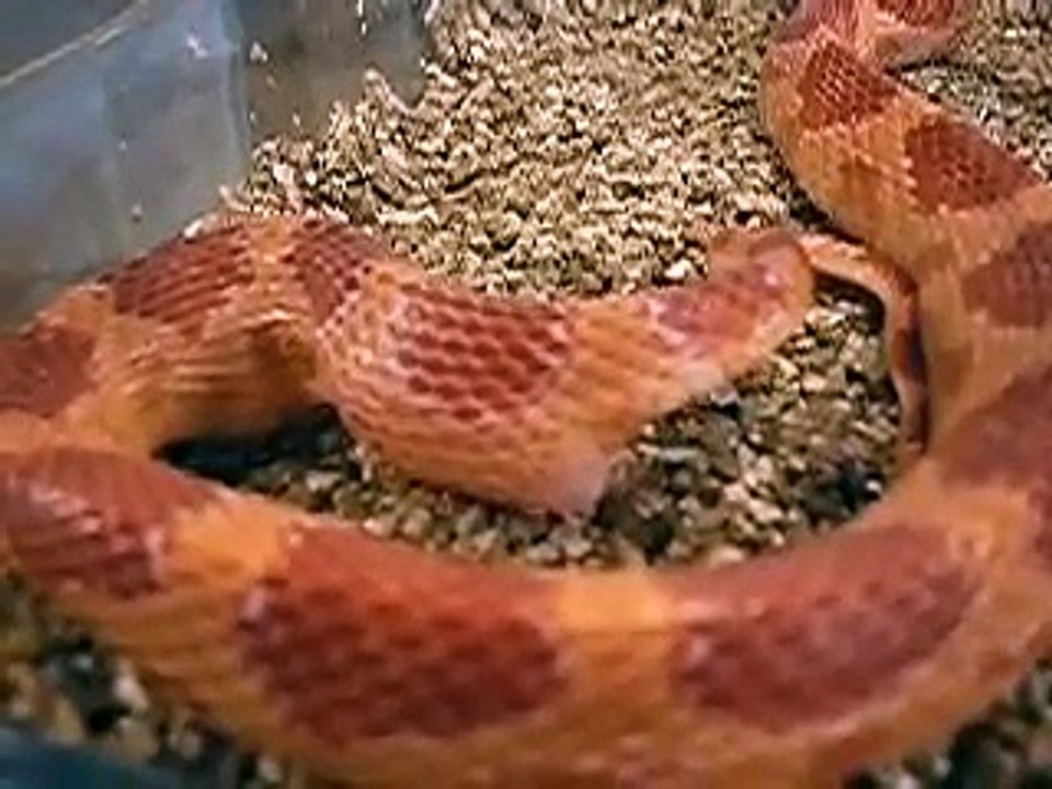 snake that lays an egg (slang die een ei legt)