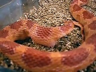 snake that lays an egg (slang die een ei legt)