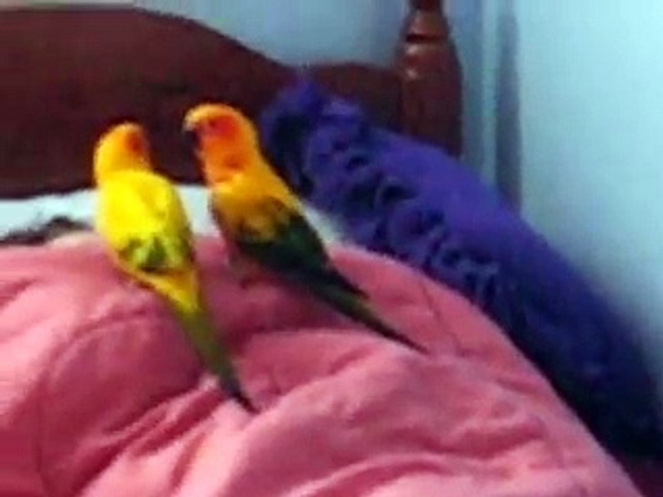 the birds waking up my sister