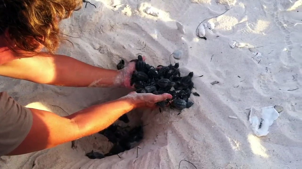 Uitkomen van een nest Loggerhead schildpadden