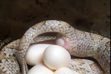 Corn Snake laying an egg