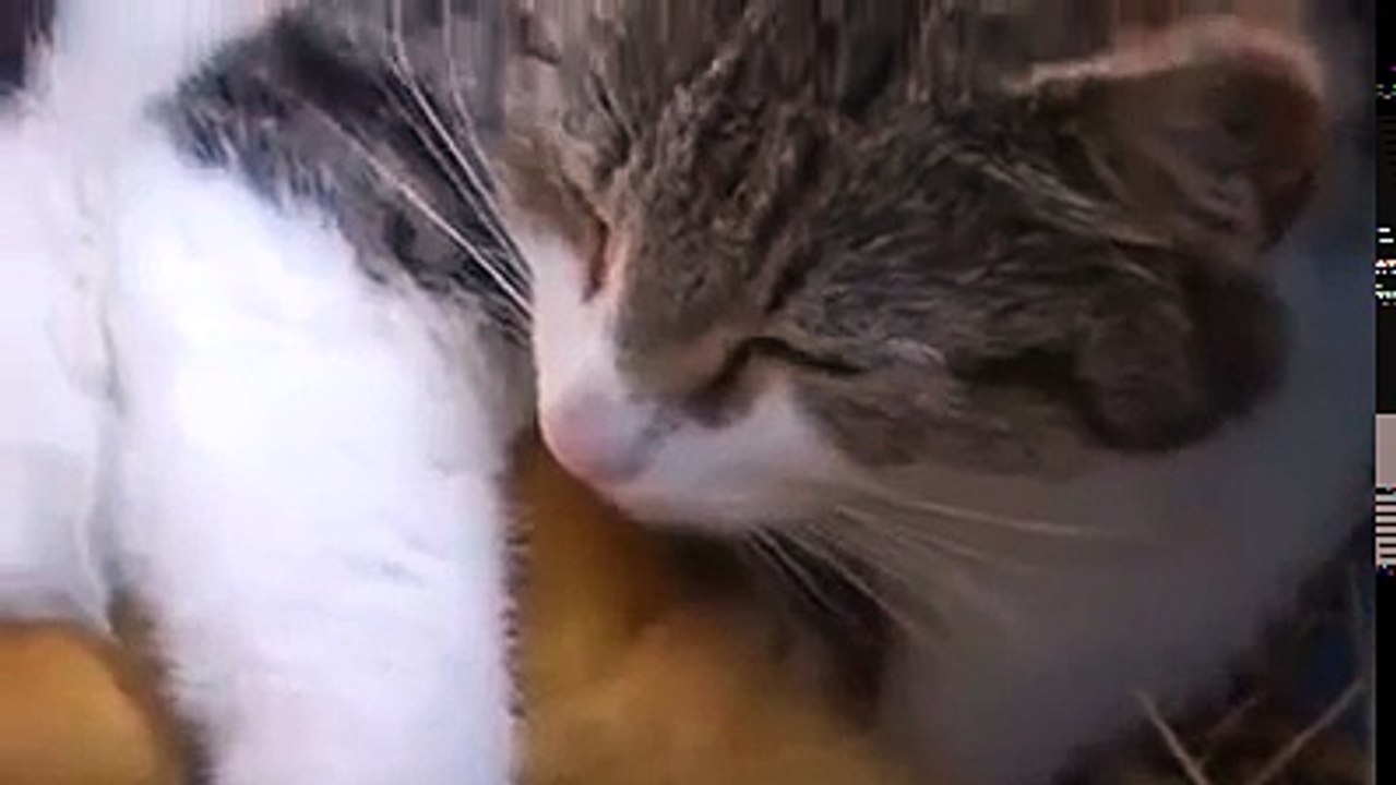 Fantastico. Il gatto che cova gli anatroccoli
