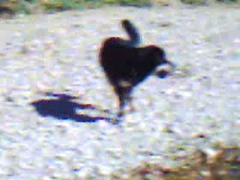 Mabrouk Le dogue du tibet ( 8 mois )