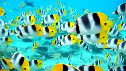 Deniz altındaki renklı canlılar