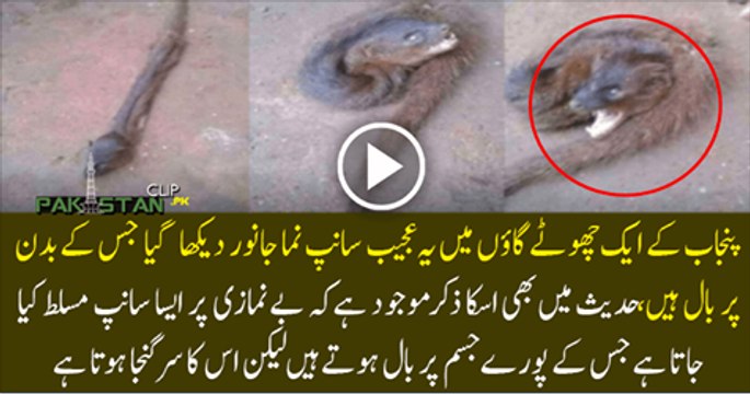 Gujranwala-se-pakra-gaya-Qabar-Ke-Murde-Khanay-Wala-Janwar