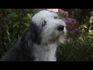 Totally Not about Computers Ep.2 : Dog training