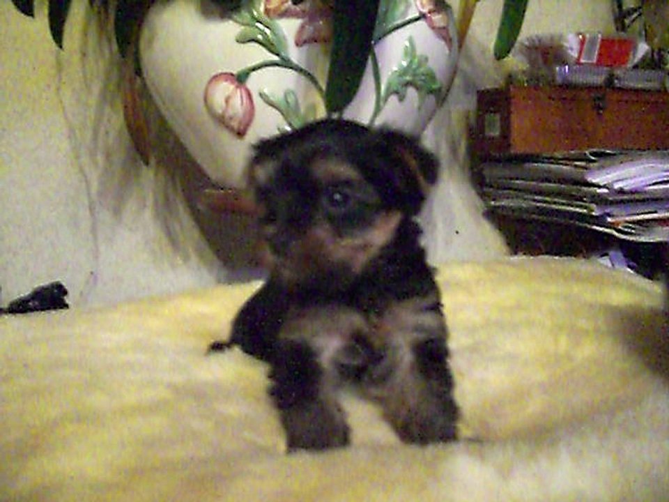 MYRTILLE