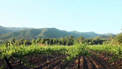 Codorníu presenta 'Ars Collecta', una colección de cavas de alto prestigio