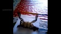 un crabe fait des pompes a crab makes sport