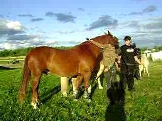 Chevaux(jeudi le 16 aout) 192