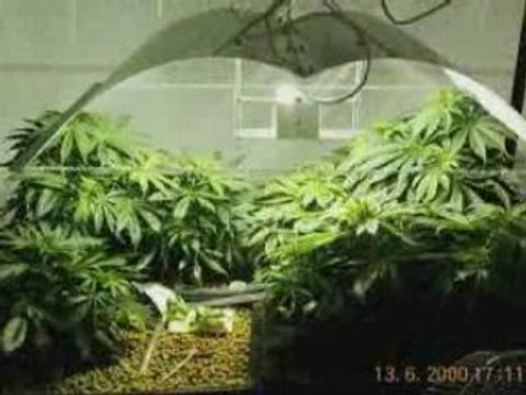 Babylonik - Mix Legalisation du Cannabis !!!!!!!!!!!!! Medley !!!!!