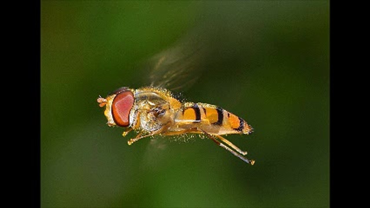 Απεντομώσεις κατσαρίδες Αγία Παρασκευή 2ΙΙ.4ΙΙ4ΙΙΟ Απολυμάνσεις κατσαρίδες Αγία Παρασκευή Μυοκτονίες Αγία Παρασκευή μυρμήγκια σκόρο ψύλλους τσιμπούριακουνούπια μύγες ποντίκια κοριούς σαράκι Disinfestation cockroaches Ayia Paraskevi Deratization Ayia