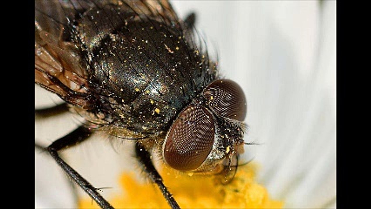 Απεντομώσεις κατσαρίδες Νέο Ηράκλειο 2ΙΙ.4ΙΙ4ΙΙΟ Απολυμάνσεις κατσαρίδες Νέο Ηράκλειο Μυοκτονίες Νέο Ηράκλειο μυρμήγκια σκόρο ψύλλους τσιμπούριακουνούπια μύγες ποντίκια κοριούς σαράκι Disinfestation cockroaches Neo Irakleio Deratization Neo Irakleio ants