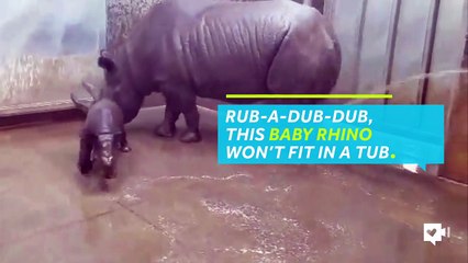 Baby Rhino Takes First Bath