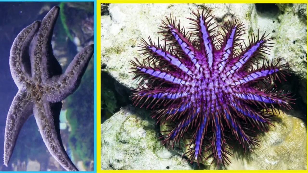 Spongebob Squarepants | Real Starfish Vs. Patrick | Nick