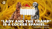Online Dog Training Reviews - Cocker Spaniel Information- The Hard Facts! - YouTube